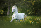 Gotland-Pony on flower meadow