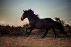 running Gotland-Pony