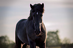 Gotland-Pony