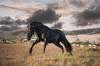 running Gotland-Pony