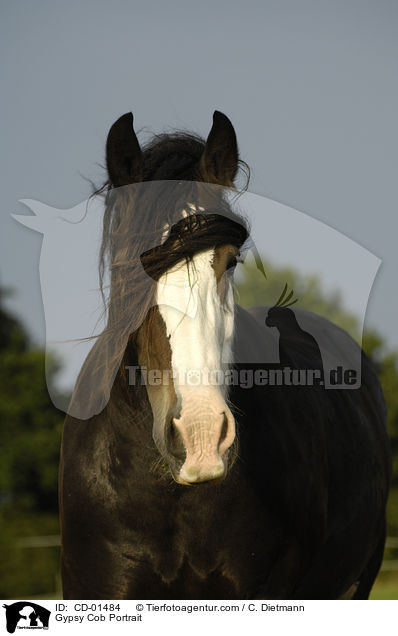 Gypsy Cob Portrait / CD-01484