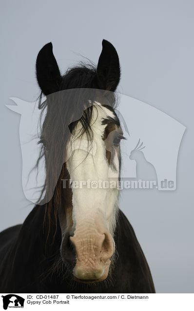 Gypsy Cob Portrait / CD-01487
