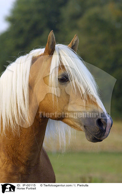 Horse Portrait / IP-00115