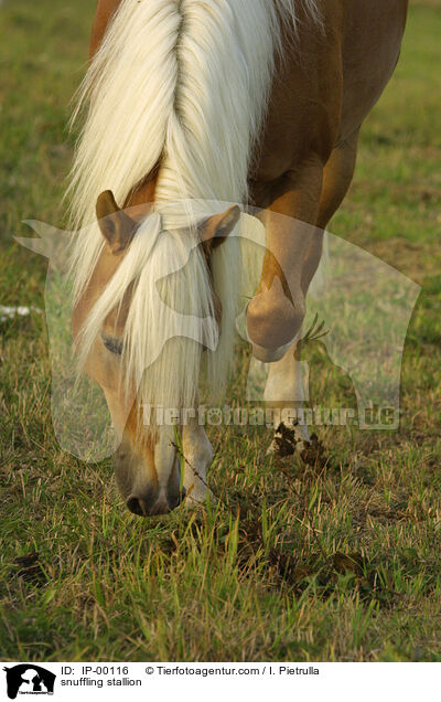 snuffling stallion / IP-00116