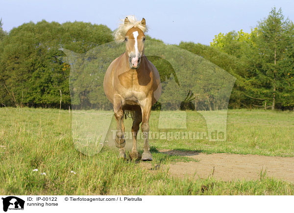 running horse / IP-00122