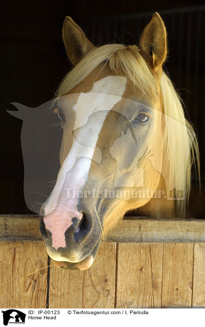 Horse Head / IP-00123
