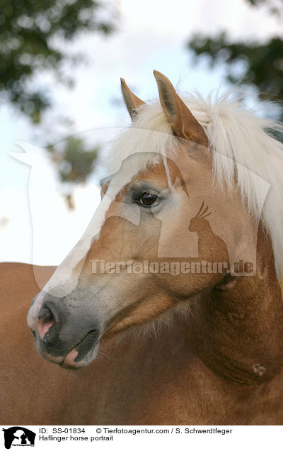 Haflinger horse portrait / SS-01834