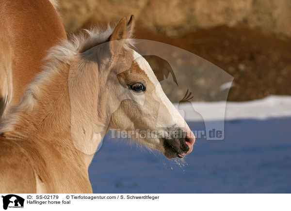 Haflinger horse foal / SS-02179
