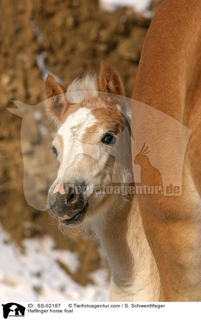 Haflinger horse foal / SS-02187