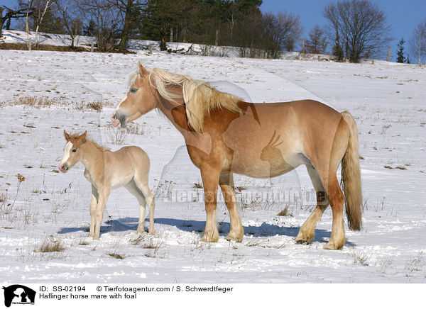 Haflinger horse mare with foal / SS-02194