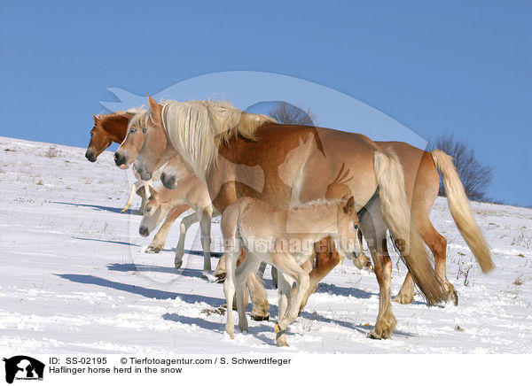 Haflinger horse herd in the snow / SS-02195