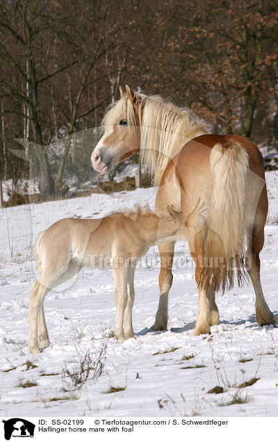 Haflinger horse mare with foal / SS-02199