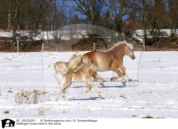 Haflinger horse herd in the snow / SS-02201
