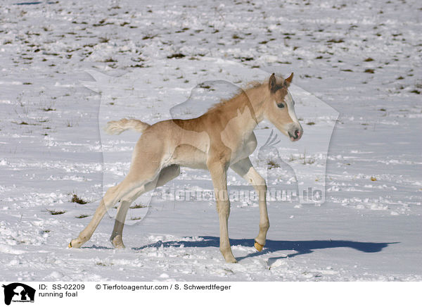 running foal / SS-02209