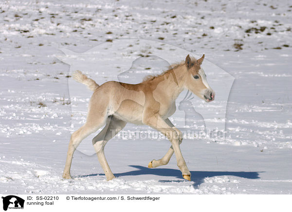 running foal / SS-02210
