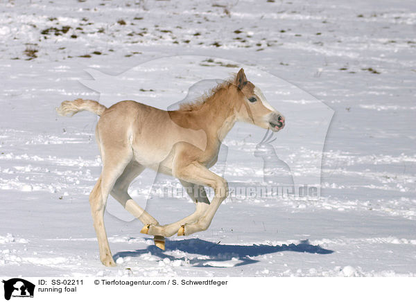 running foal / SS-02211