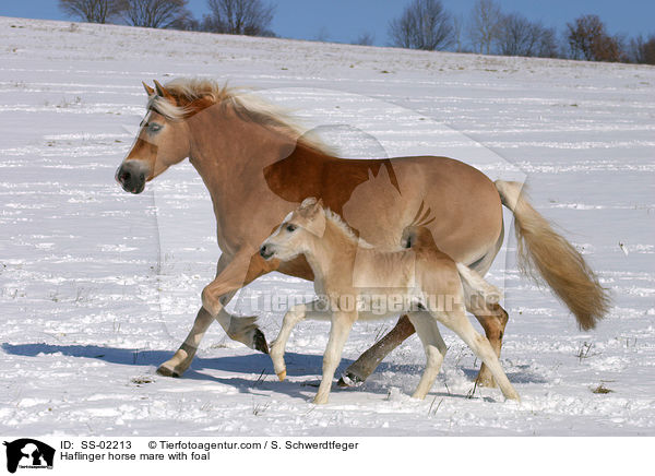 Haflinger horse mare with foal / SS-02213