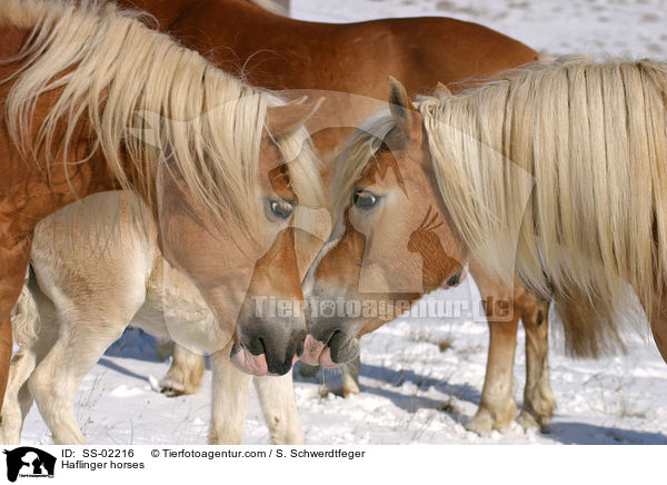 Haflinger horses / SS-02216