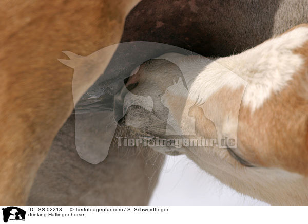 drinking Haflinger horse / SS-02218