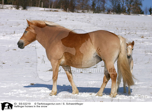 Haflinger im Schnee / Haflinger horses in the snow / SS-02219