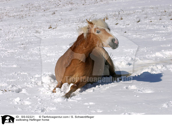 wallowing Haflinger horse / SS-02221
