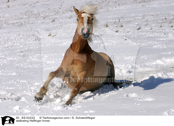 wallowing Haflinger horse / SS-02222