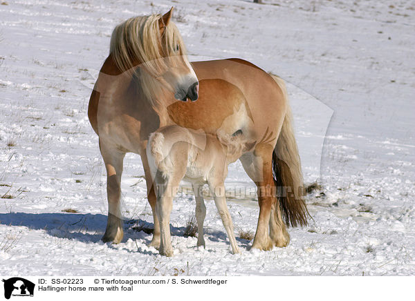 Haflinger horse mare with foal / SS-02223