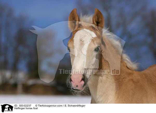 Haflinger horse foal / SS-02237