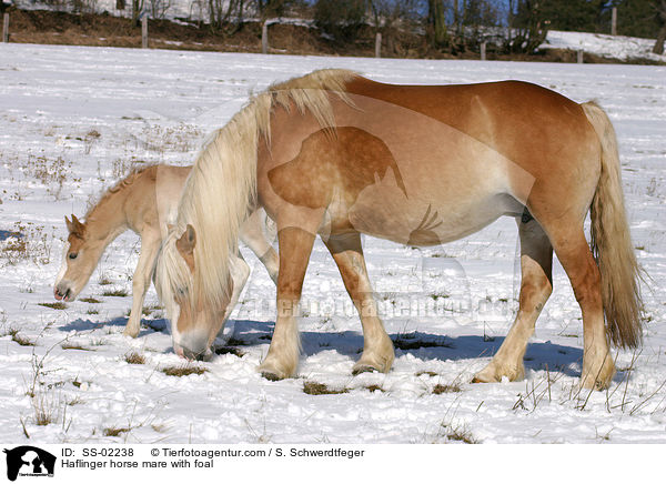 Haflinger Stute mit Fohlen / Haflinger horse mare with foal / SS-02238