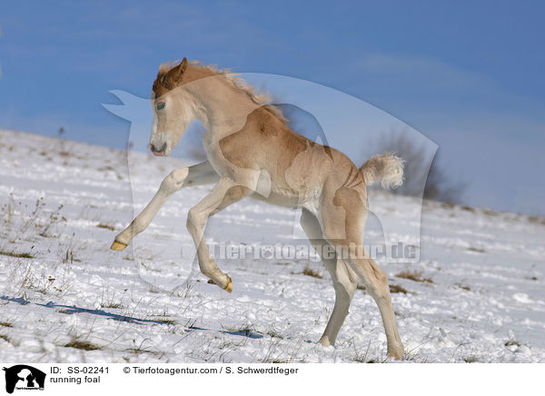 running foal / SS-02241