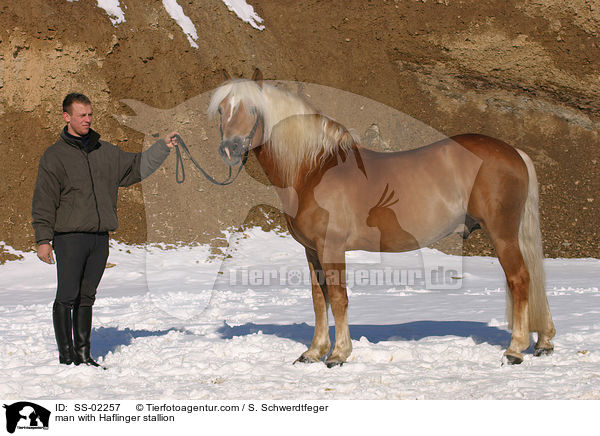 Prsentation eines Haflingers / man with Haflinger stallion / SS-02257