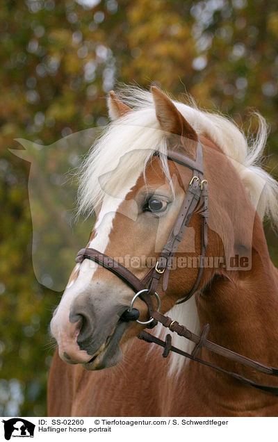 Haflinger horse portrait / SS-02260