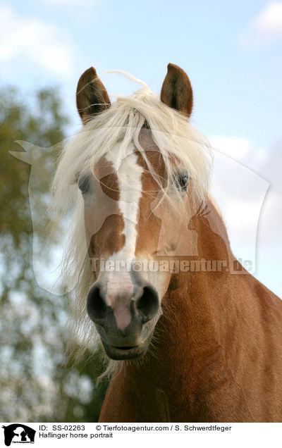 Haflinger horse portrait / SS-02263