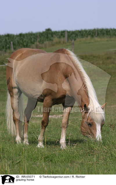 grazing horse / RR-05071