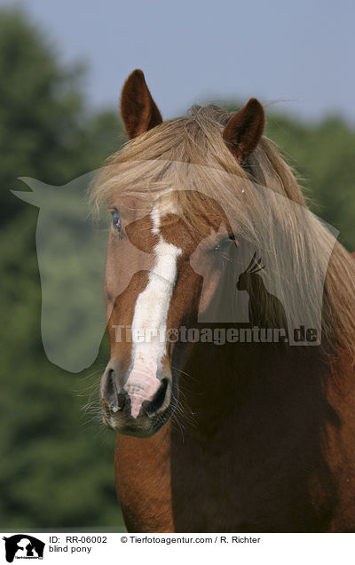 blind pony / RR-06002