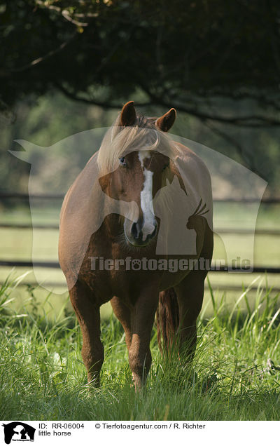 Kleinpferd / little horse / RR-06004