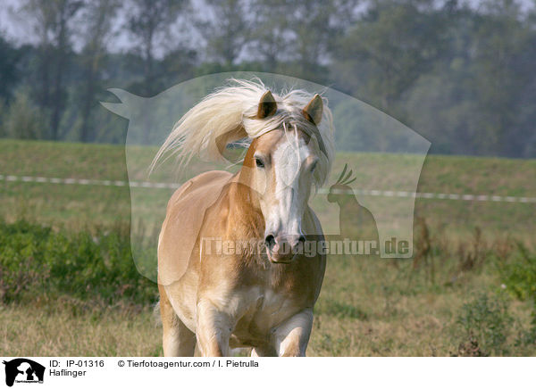 Haflinger / IP-01316