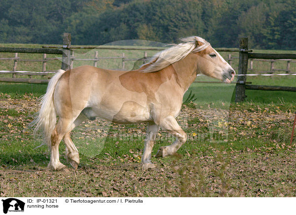 running horse / IP-01321