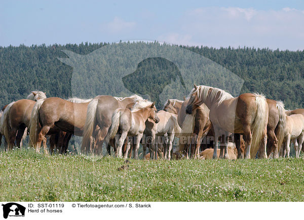 Haflinger Herde / Herd of horses / SST-01119
