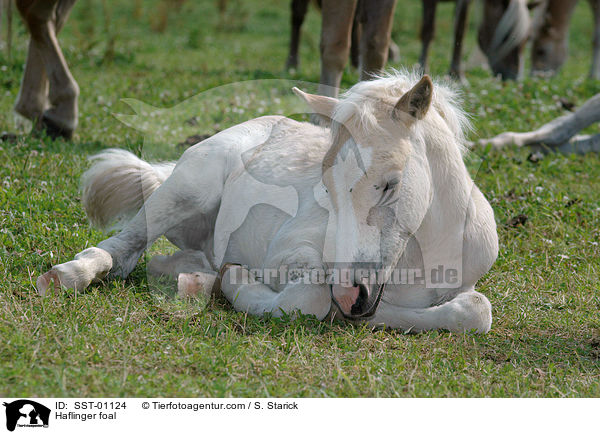 Haflinger Fohlen / Haflinger foal / SST-01124