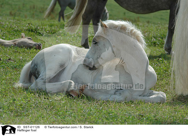 Haflinger Fohlen / Haflinger foal / SST-01126