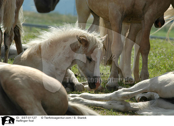 Haflinger Fohlen / Haflinger foal / SST-01127