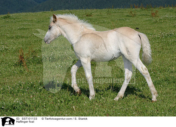 Haflinger foal / SST-01133