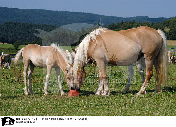 Stute mit Fohlen / Mare with foal / SST-01134