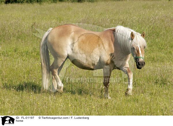 Haflinger auf der Weide / horse / FL-01197