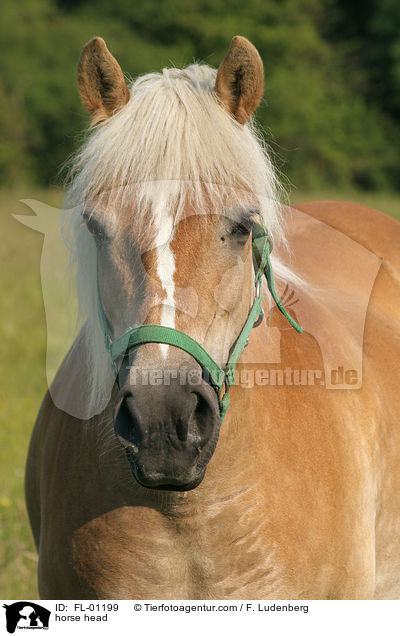 horse head / FL-01199