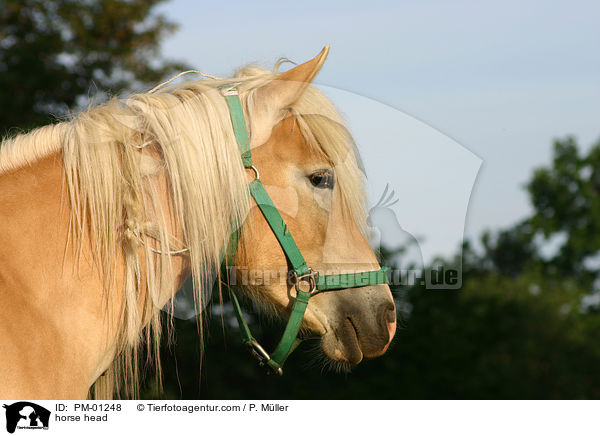 Haflinger Portrait / horse head / PM-01248
