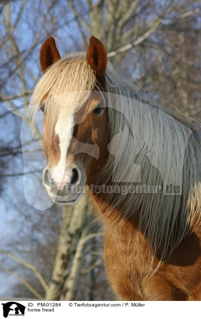 horse head / PM-01284