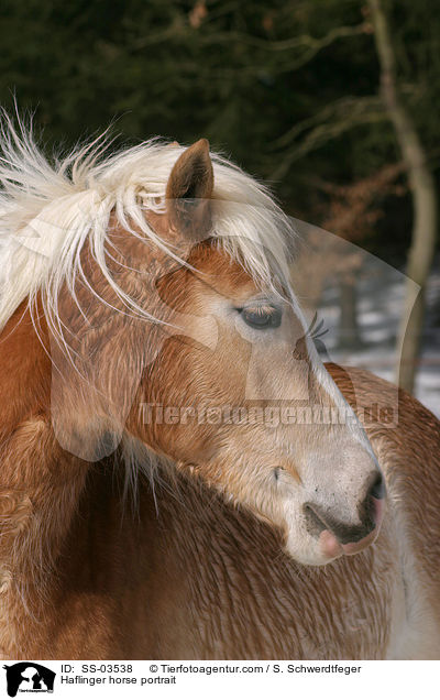 Haflinger horse portrait / SS-03538