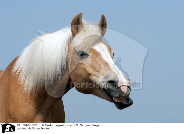 gaping Haflinger horse / SS-03562